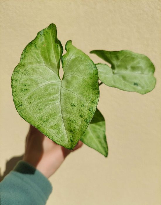 Planta Syngonium White Butterfly