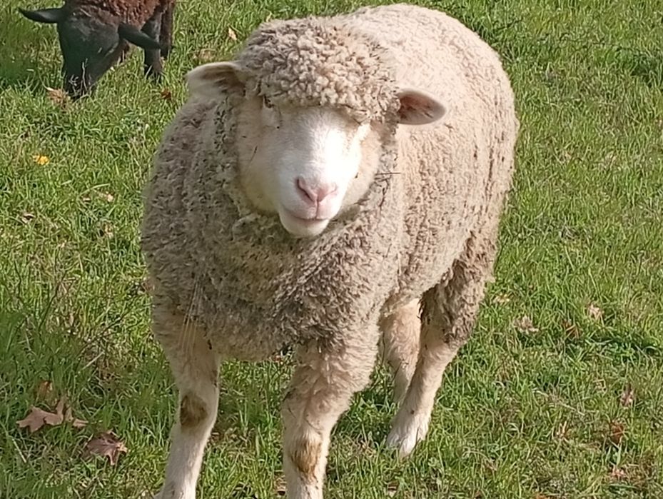 Vende -se borrega ille France