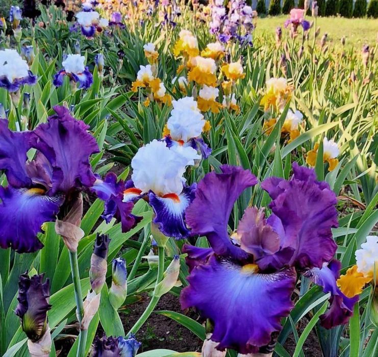 Продається автономний однокімнатний будинок. Автономна садиба - бізнес