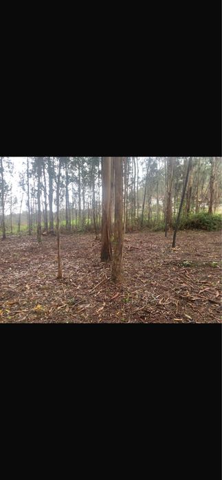 Limpezas florestais