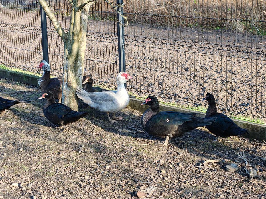 sprzedam  kaczki  francuskie