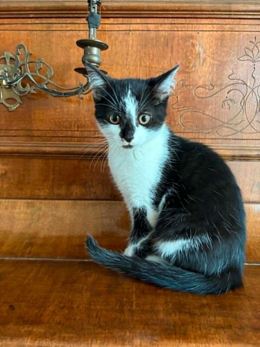 Kociaki do adopcji !!! (opis)