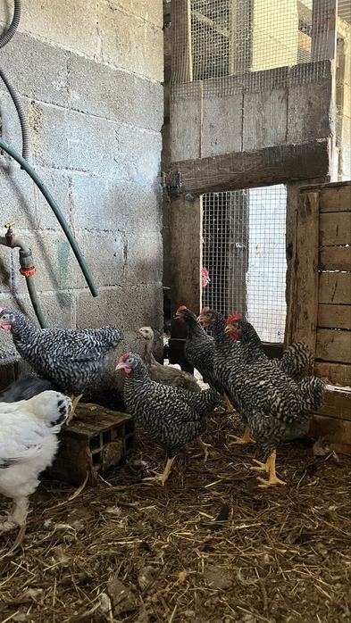 Galos marans , pedres portuguesa, faverolles