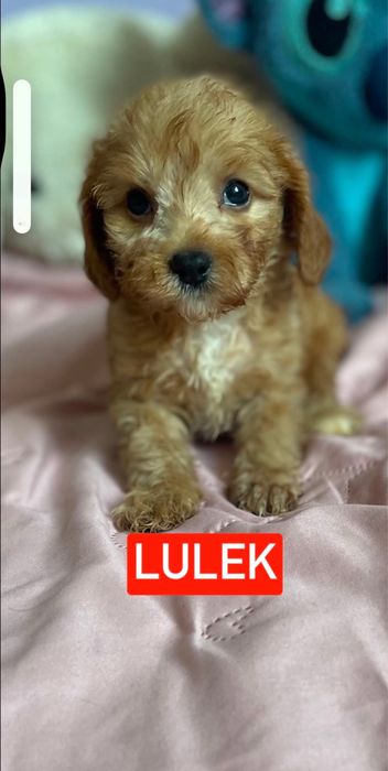 Cavapoo chłopiec pudel cavalier