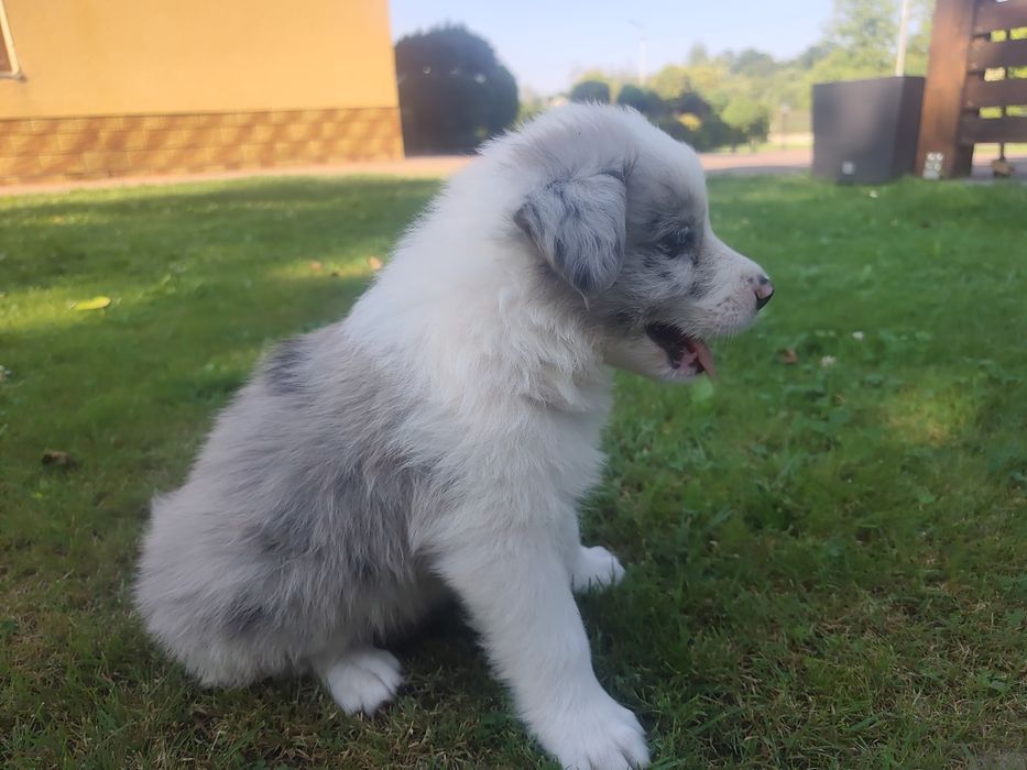 Border Collie Blue Merle Niebieskie oczy do rezerwacji