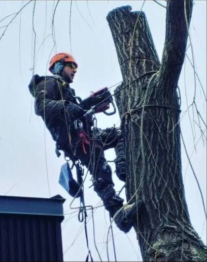 Видалити дерево удалить зрізати обрізка кронувати спилить видалення