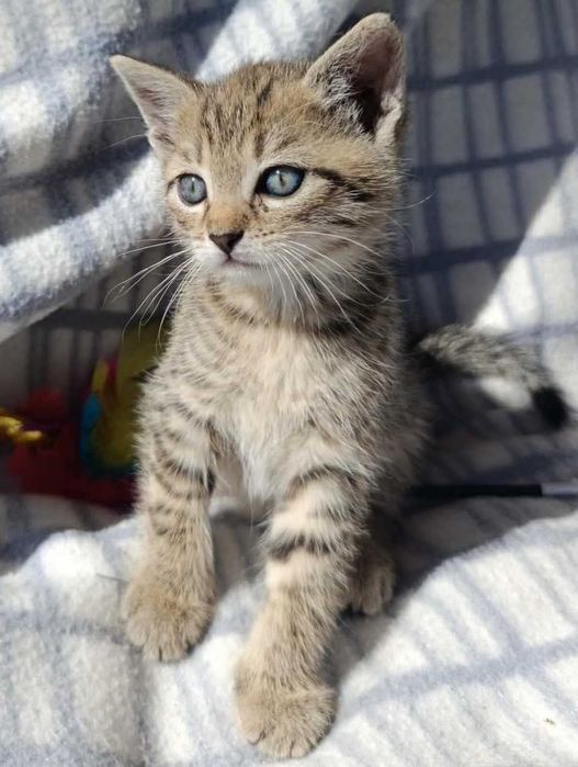 Kocurek do adopcji