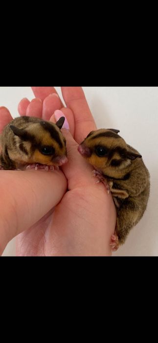 Lotopałanka Karłowata | Sugar Glider