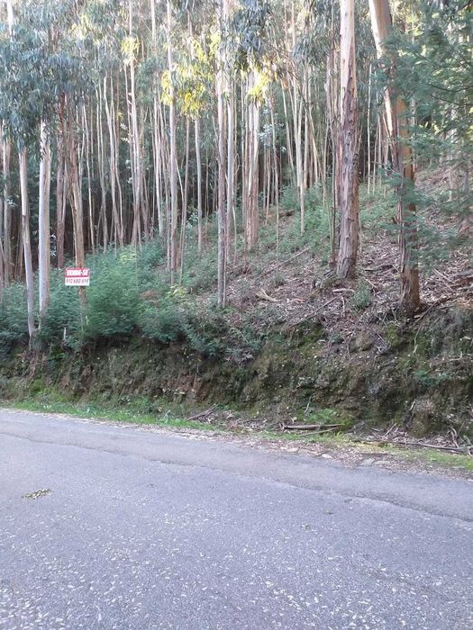 Terreno Rústico com 2.000 m² junto à Mata de Vale de Canas — Coimbra