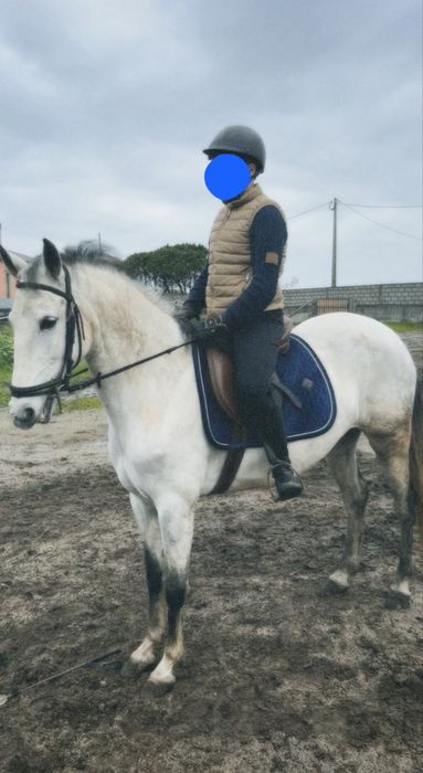 Égua branca com 7 anos de idade