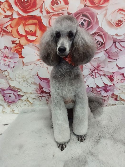 Groomer strzyżenie psów