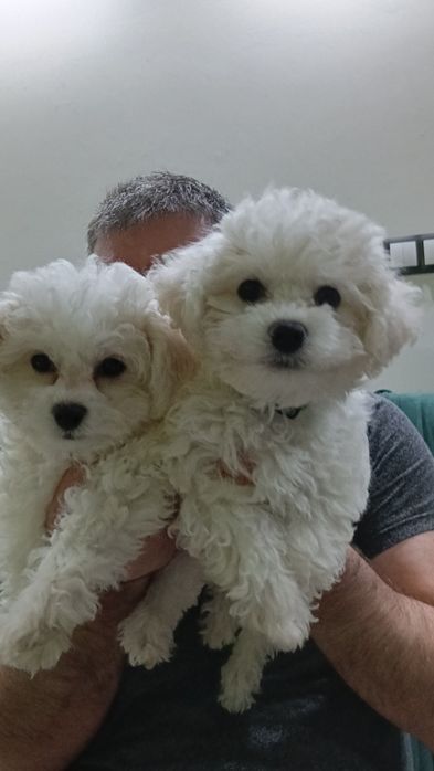 Bichon frise suczka  FCI ZKwP