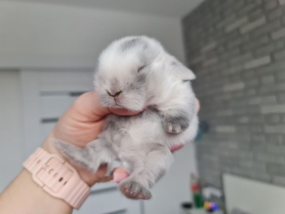 Mini lop królik króliczek miniaturka hodowla transport