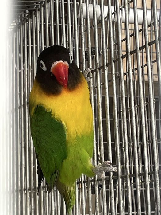Agapornis Personata Verde – Para Venda  (não sexados)