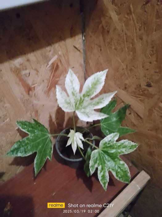 Фатсія,Спатіфілум крисивої варієгатності і інші рослини.і