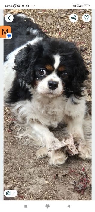 Oddam pieska z pseudohodowli