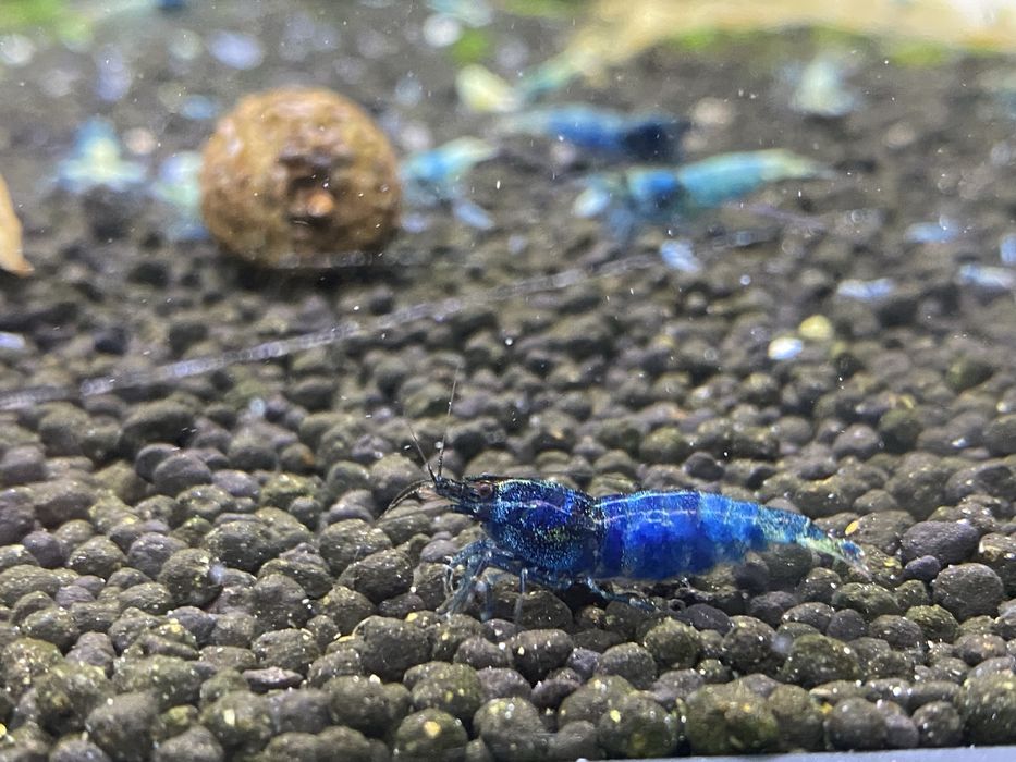 Caridina Blue Bolt
