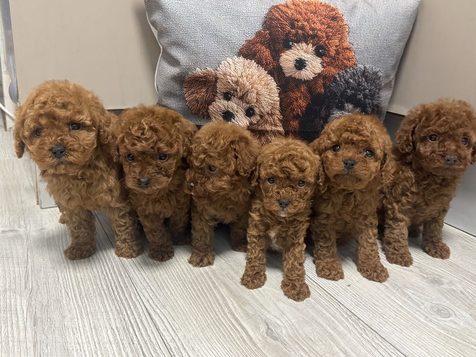 Той тмкап пудель ред браун Китай