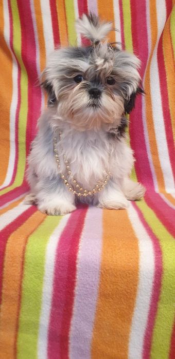 Дівчинка ши-тцу,вік 3 місяці