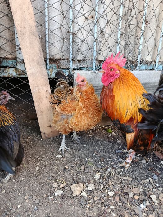 Продам яйцо бентамки