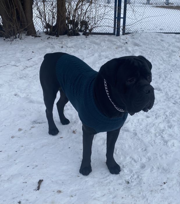 Малиші кане корсо- елітна порода (ціну знижено)