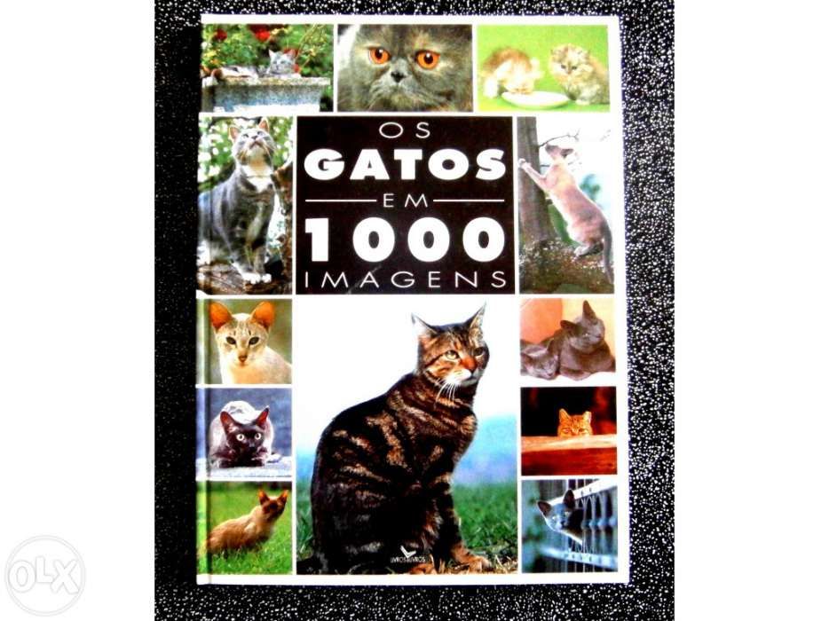 Os Gatos Em 1000 Imagens