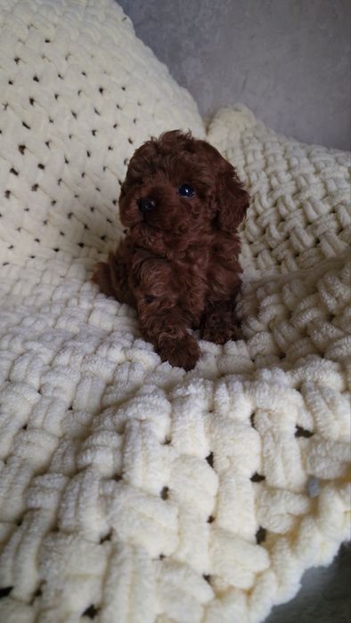 Ляльковий хлопчик - Maltipoo teddy!