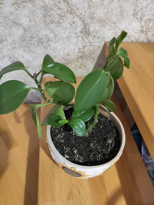 Кімнатні квіти паперомія