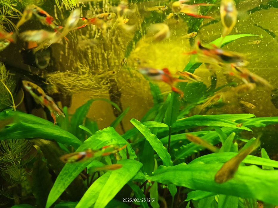 Ryby akwariowe Gupiki Endlera