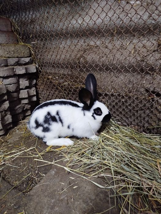 Кролі німецький строкач