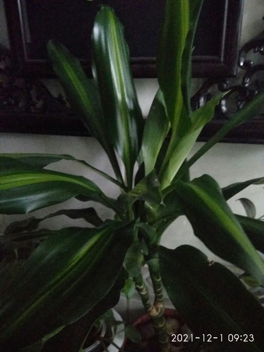 Драцена сортовая