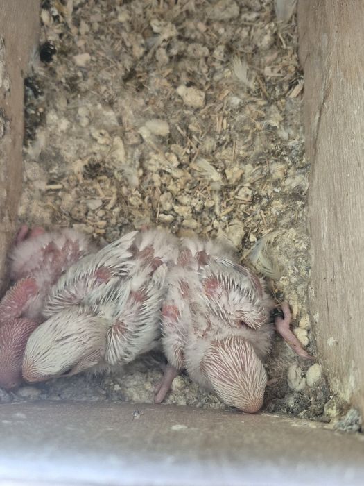 Agapornis rosicollis  bebés