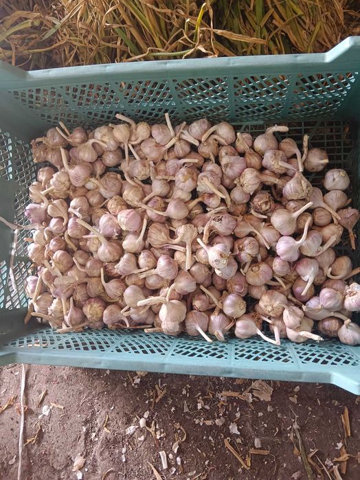 Czosnek Harnaś 3kg przemyslowy przesyłka olx Tanio!