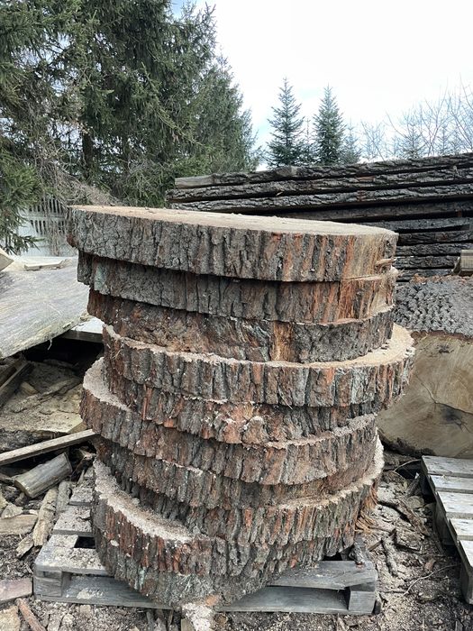 Plastry dębowe 60cm-140cm średnicy