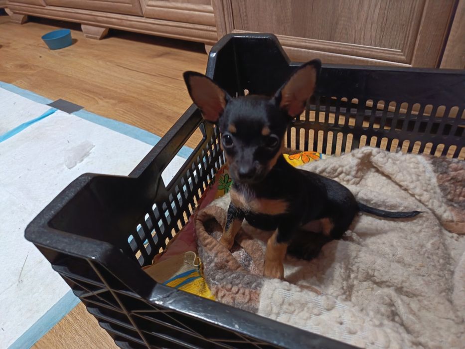 Pinczer Miniaturowy retlerek suczka