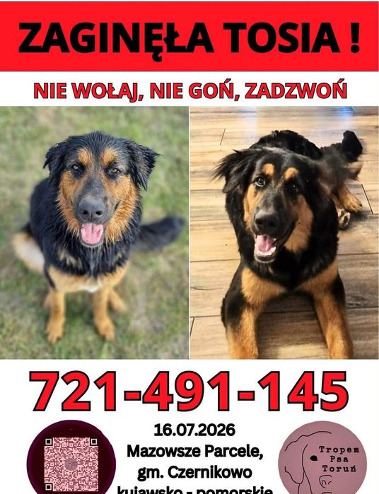 Zaginęła Tosia -