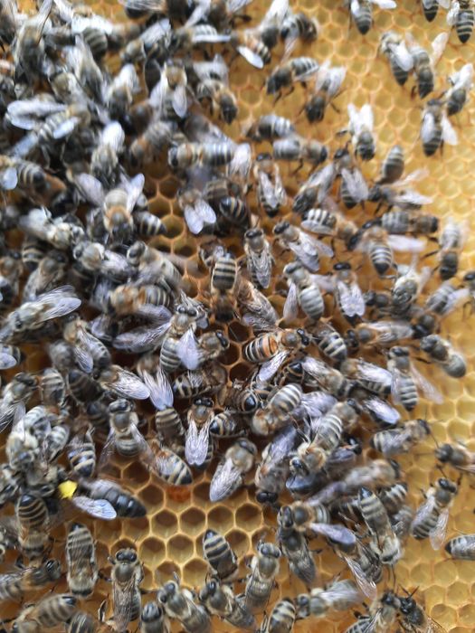 Pszczoły odkłady pszczele rodziny przezimowane