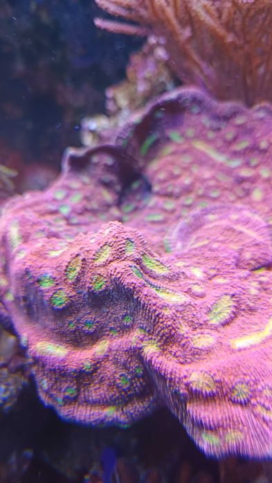 Echinophyllia Kelk “Watermeloen”