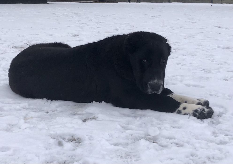 Owczarek środkowoazjatycki suka