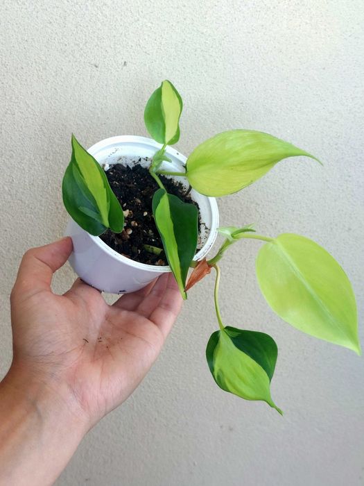 Philodendron Brasil