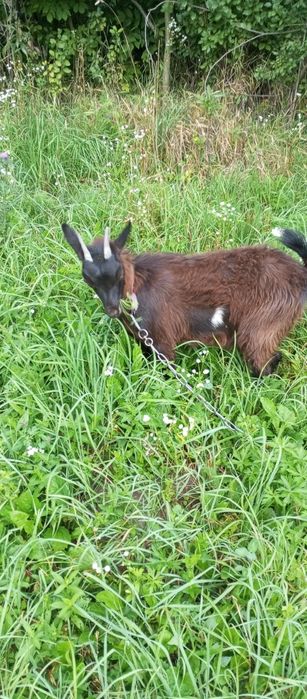 Продам молоду козочку