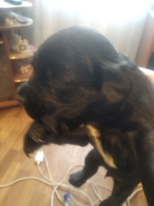 Продам щенков кокер спаніель американец 1,5 месяца девочки цена 5000