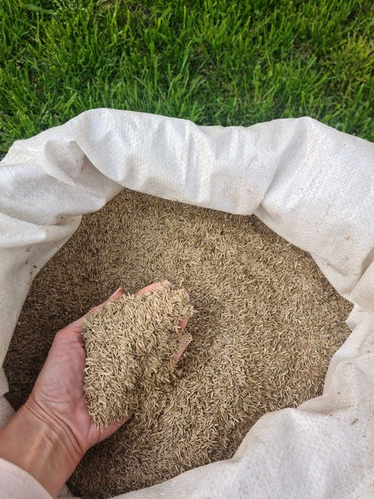 Trawa ogrodowa zagęszczająca - 10 zł