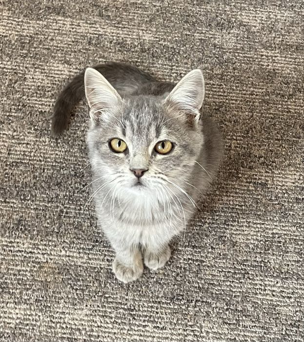 Котенок мальчик в добрые руки