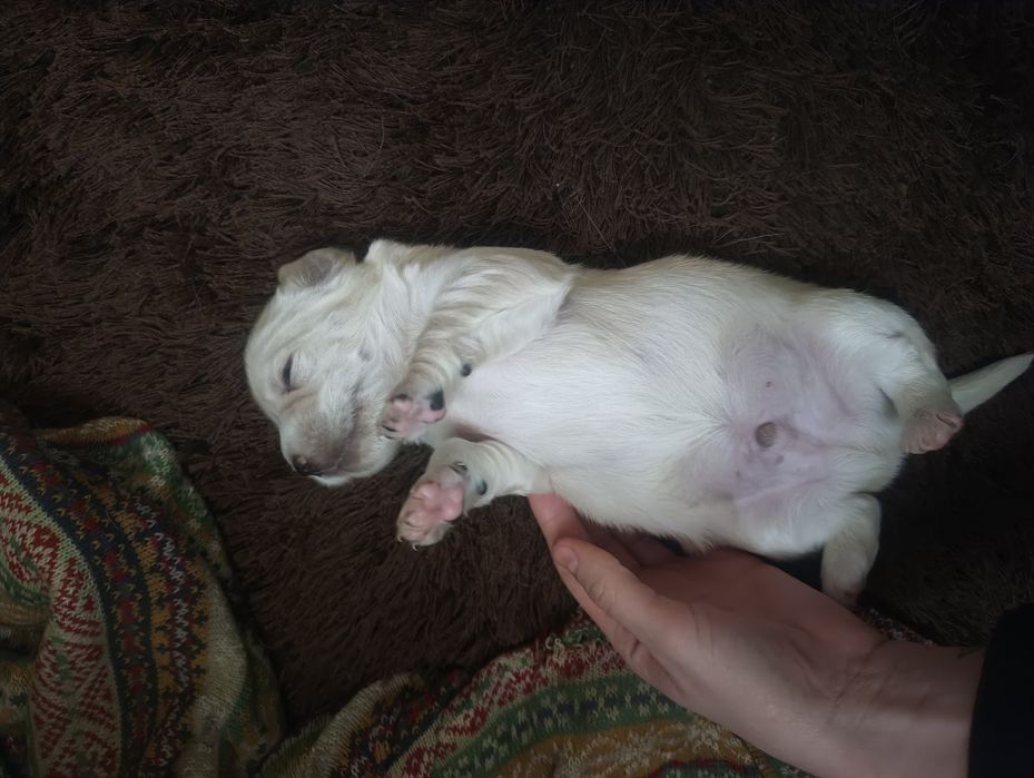 Pieski szczeniaki do oddania