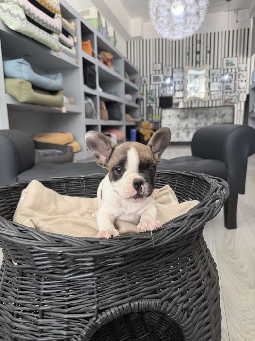 Bulldog Frances  menino lindo