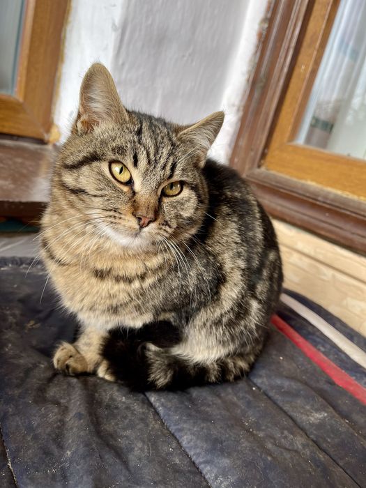 Котики в добрі руки