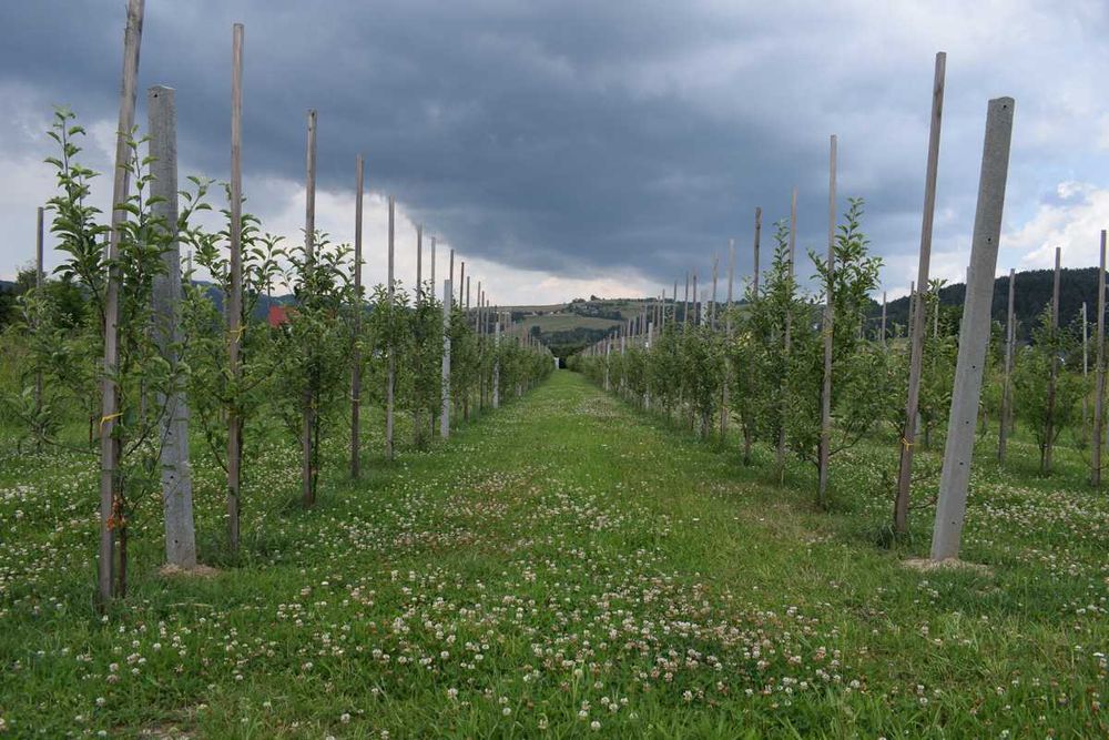 Słupek betonowy 20zł! Zbrojone 4 drutami!