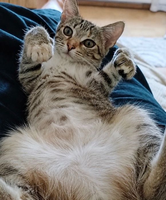 Kotka do adopcji