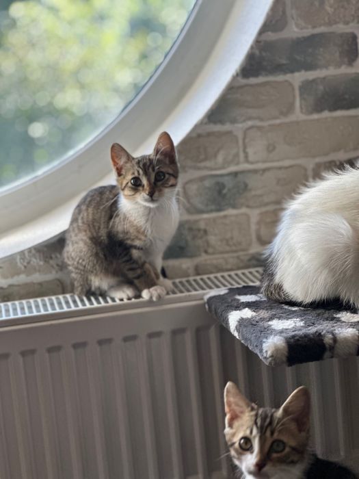 Котенок, кошечка  , 2,5 месяцев, ищет дом! Котята…отдам